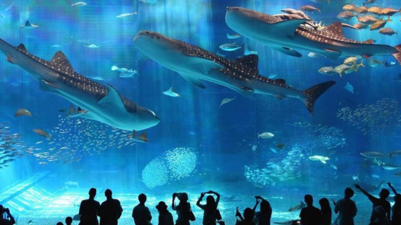 Grand Aquarium